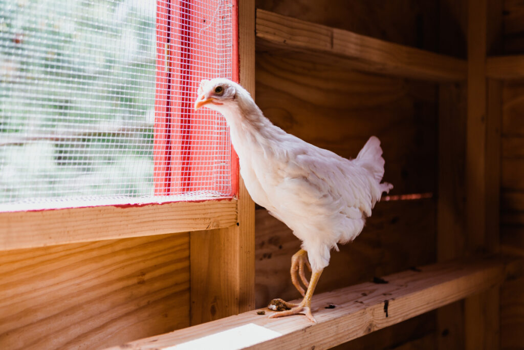 poules en lotissement