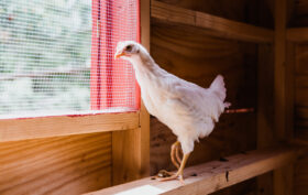 poules en lotissement