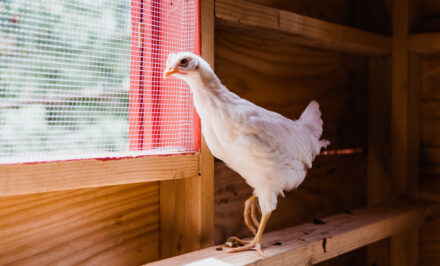 poules en lotissement