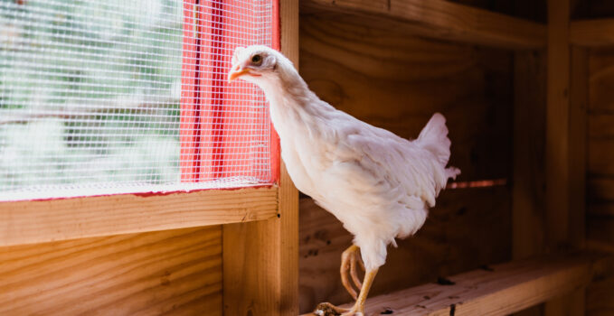 poules en lotissement