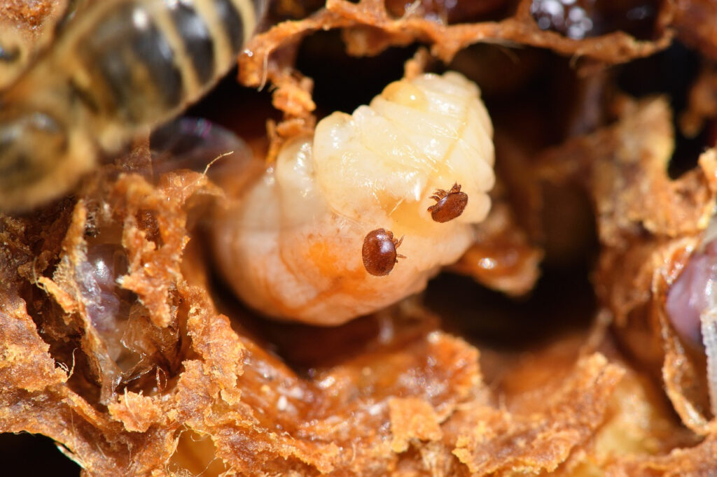 varroa