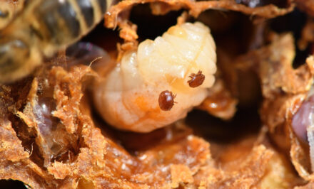 varroa