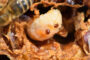varroa