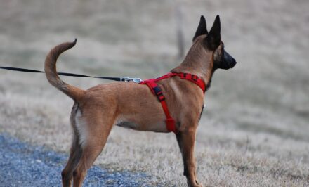 MiniNous / Ses jouets préférés à 18 mois • Le chien à taches