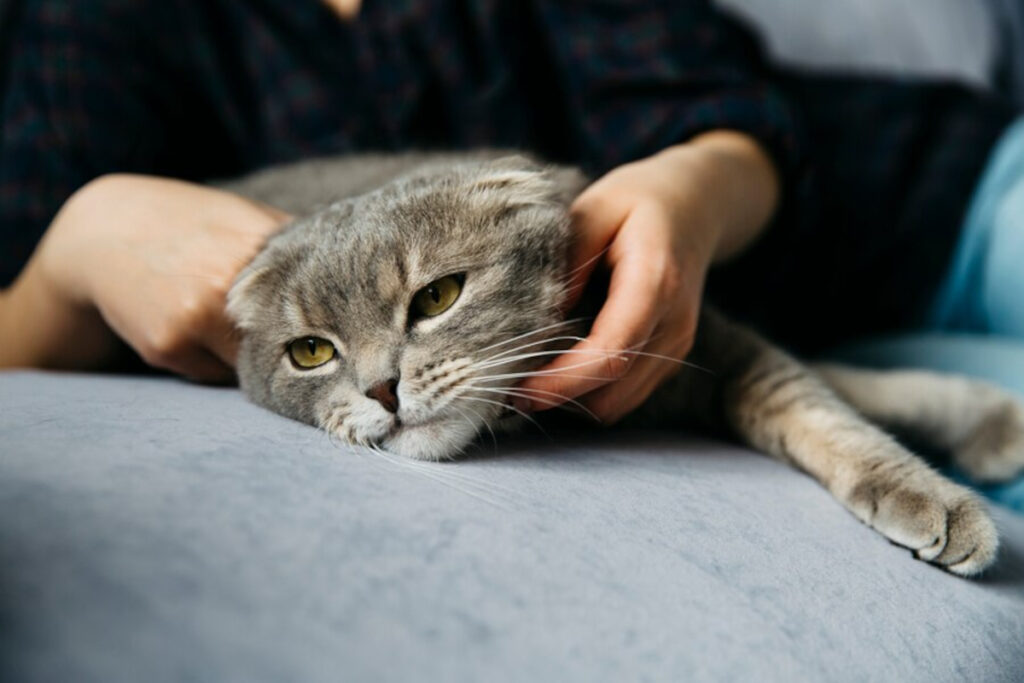 SOS chat