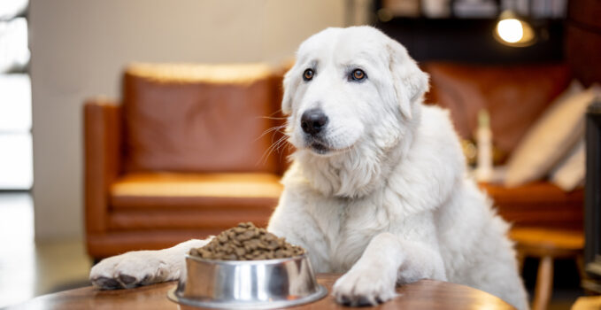 alimentation canine