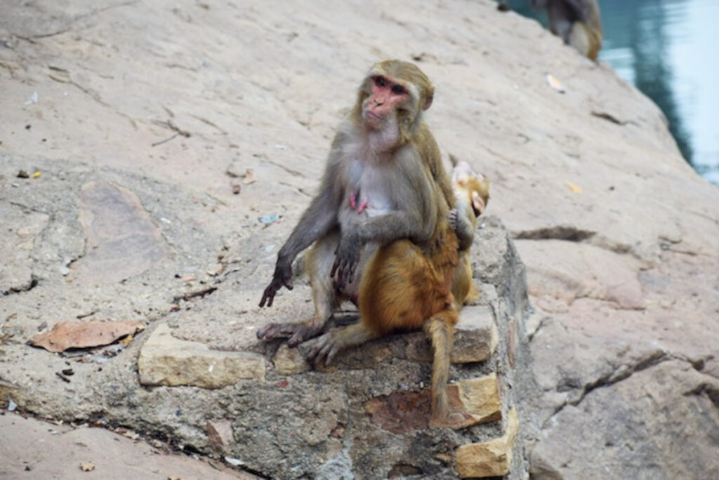 animaux de compagnie