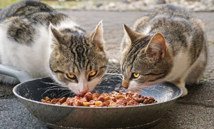 aliments interdits chat