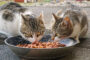 aliments interdits chat