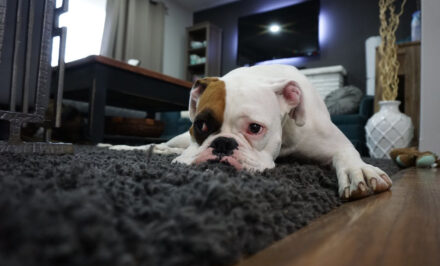 anti-inflammatoire chien