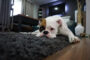 anti-inflammatoire chien