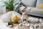 assurance chien