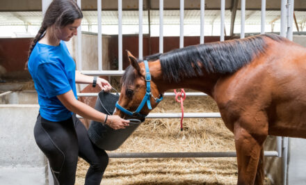 différent nourriture cheval