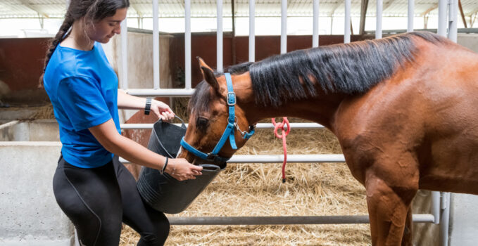 différent nourriture cheval