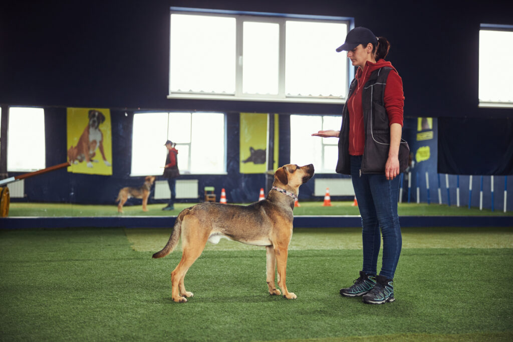 éducateur canin