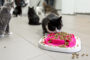 nourriture chat
