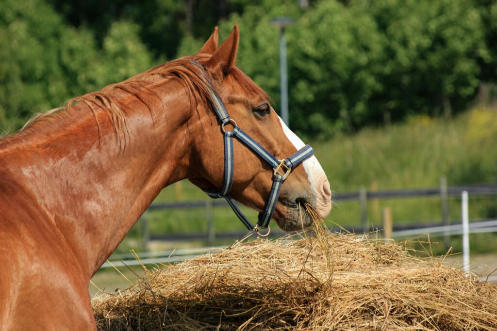 nourriture cheval