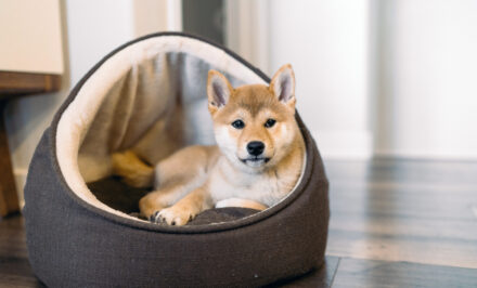 tendance canin