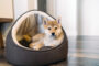 tendance canin