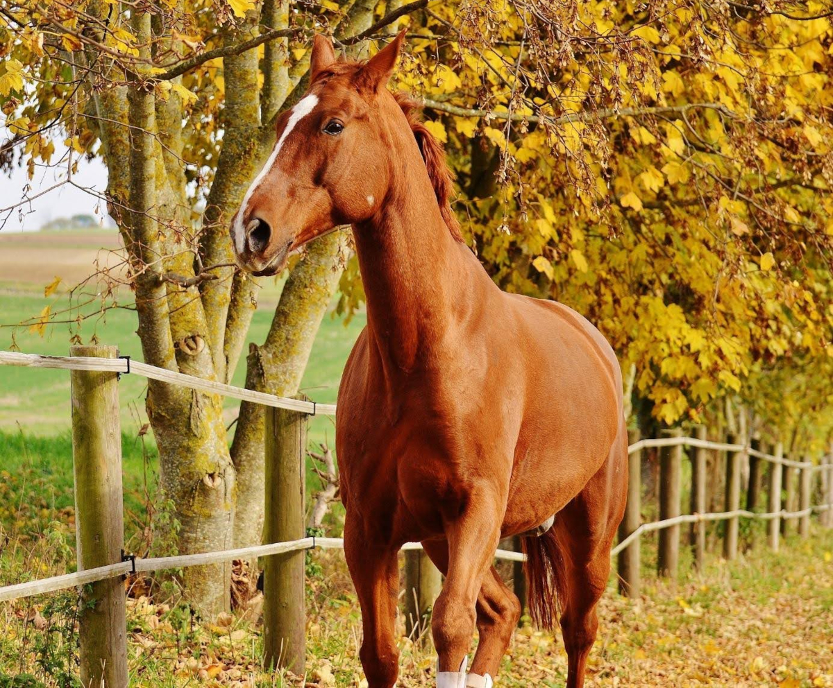 bien-être cheval