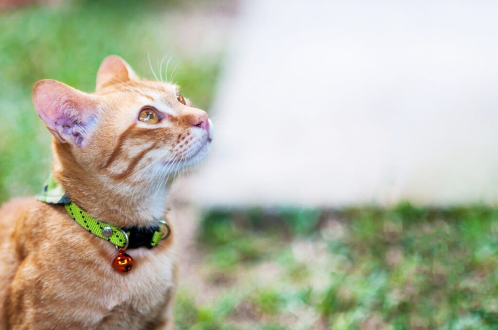médaillon chat
