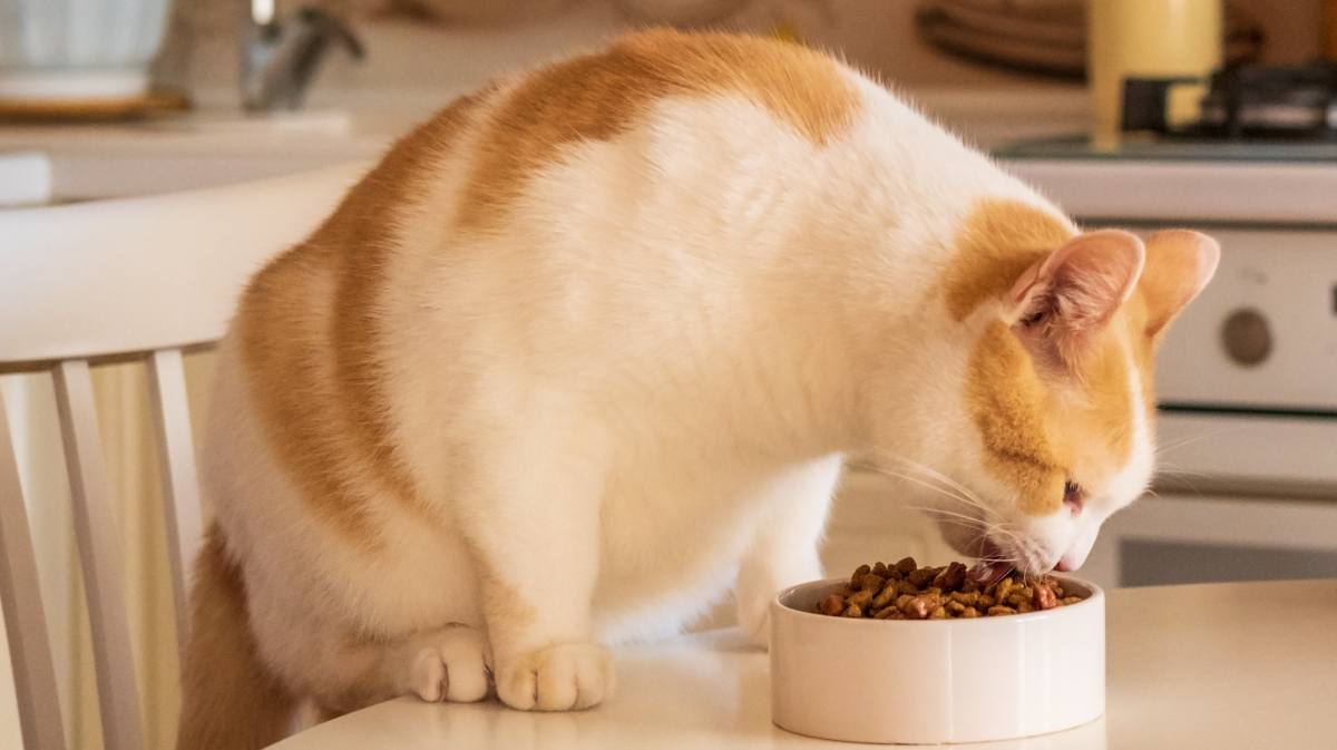 Les bienfaits de l'alimentation humide pour le chat