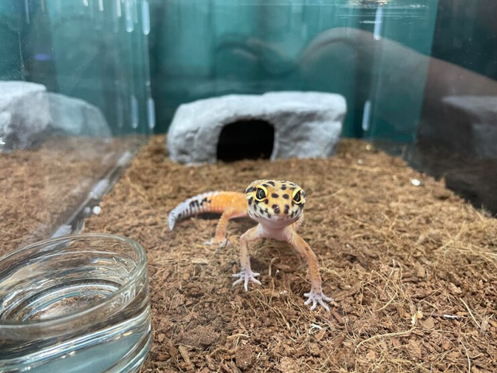Débuter un élevage de lézards domestiques espèce, terrarium, alimentation — free download