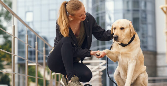 Dressage chien