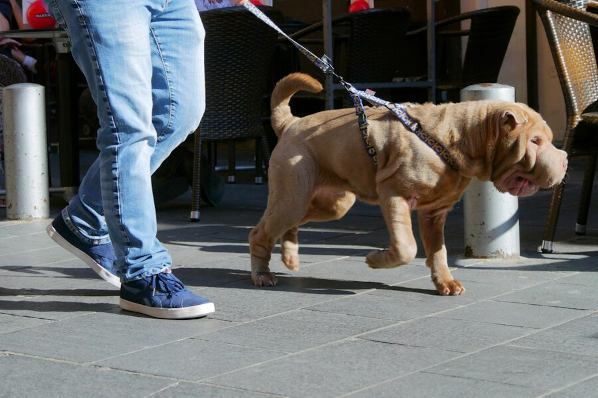 chien tirer en laisse