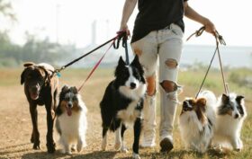 promener son chien