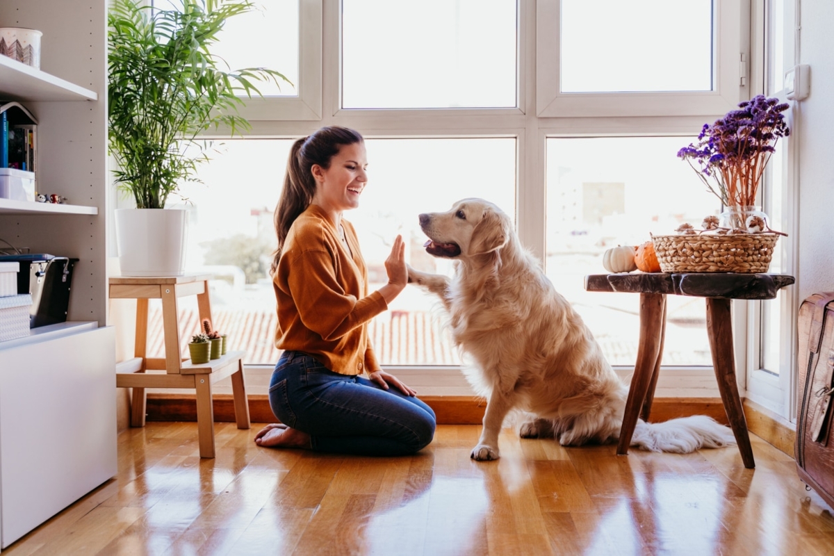 Comment prévenir et gérer le comportement destructeur d'un chien