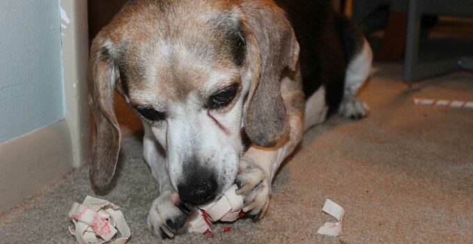 jusqu'à quel âge un chien détruit