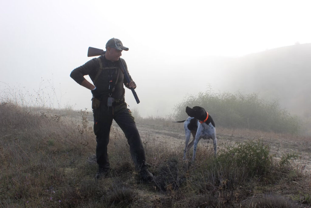 allié chien de chasse