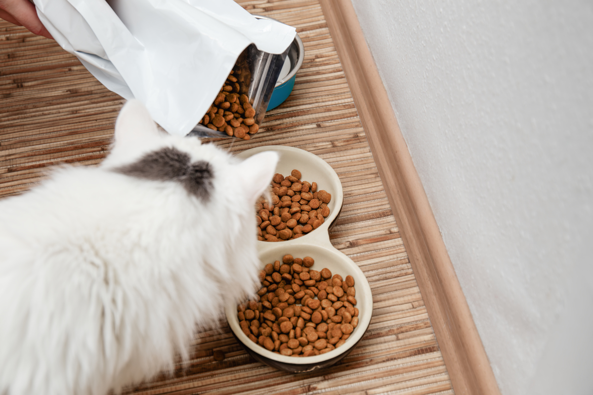 chat stérilisé croquette