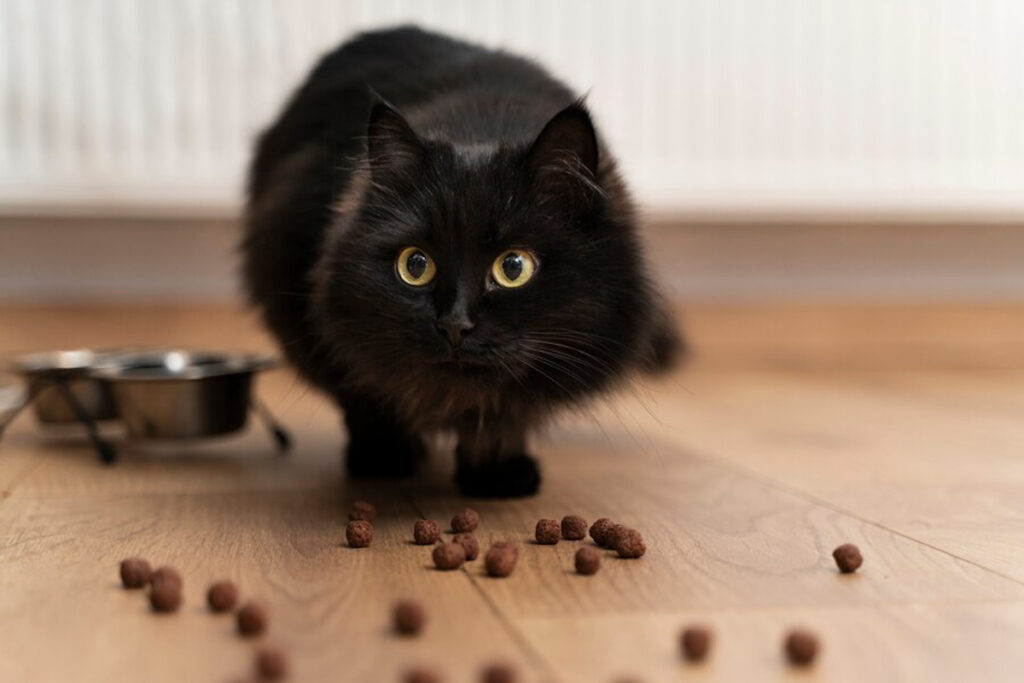croquettes chat