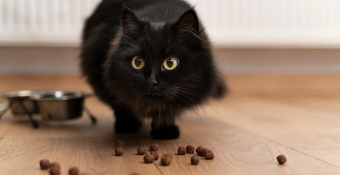 croquettes chat