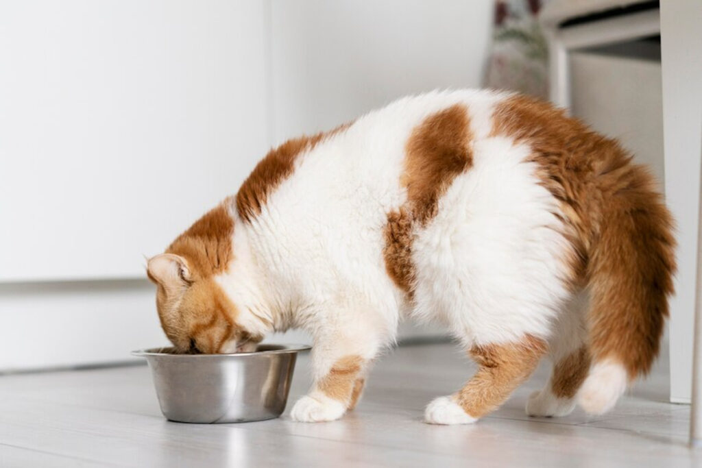 nourriture chat