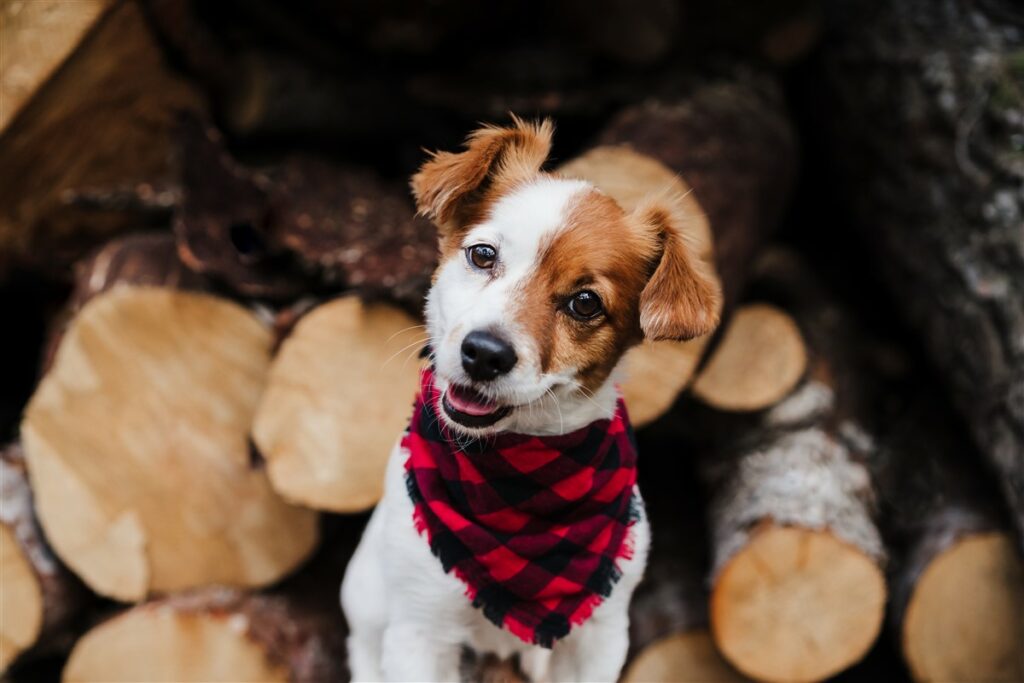 Foulard pet-friendly