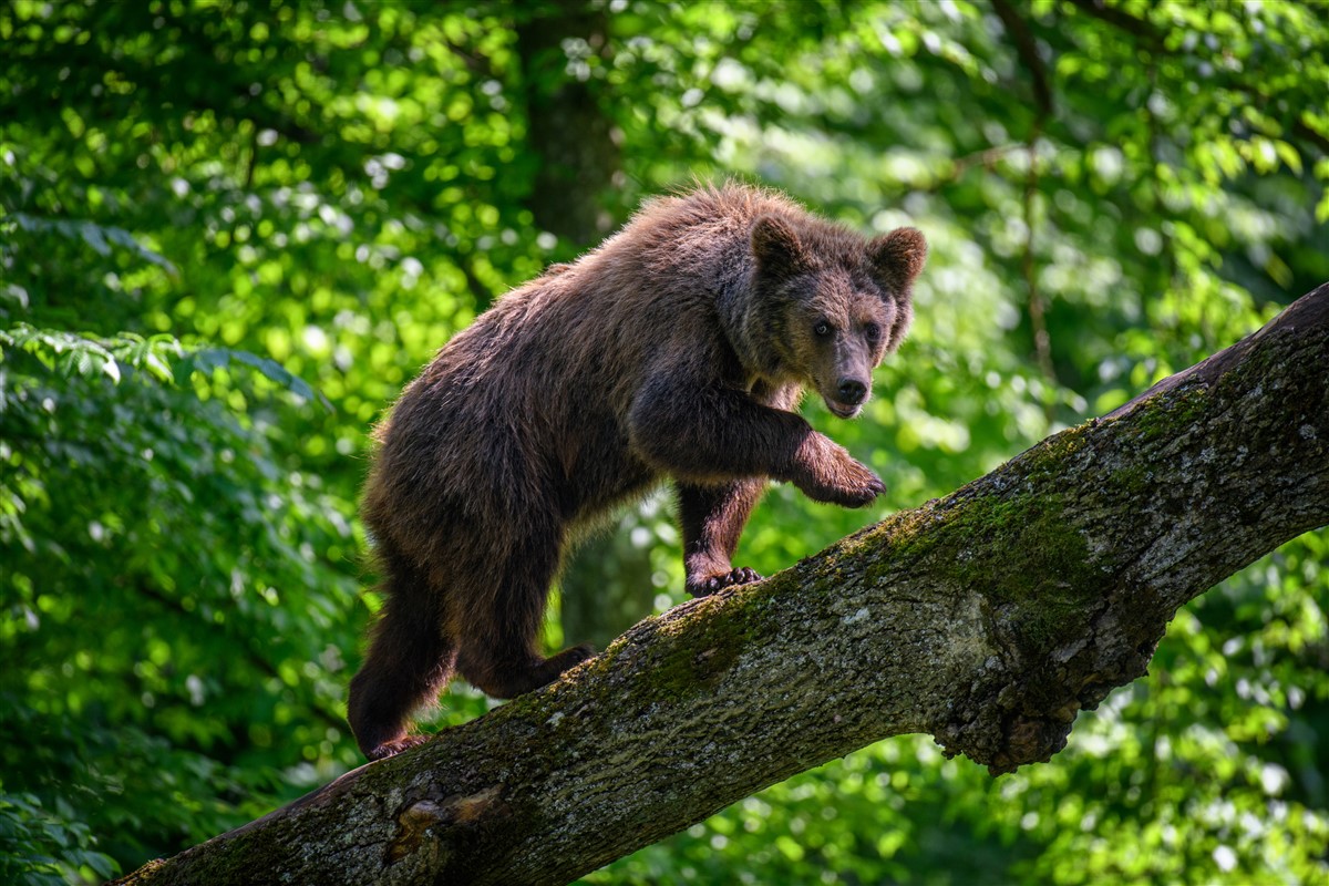 animaux sauvages