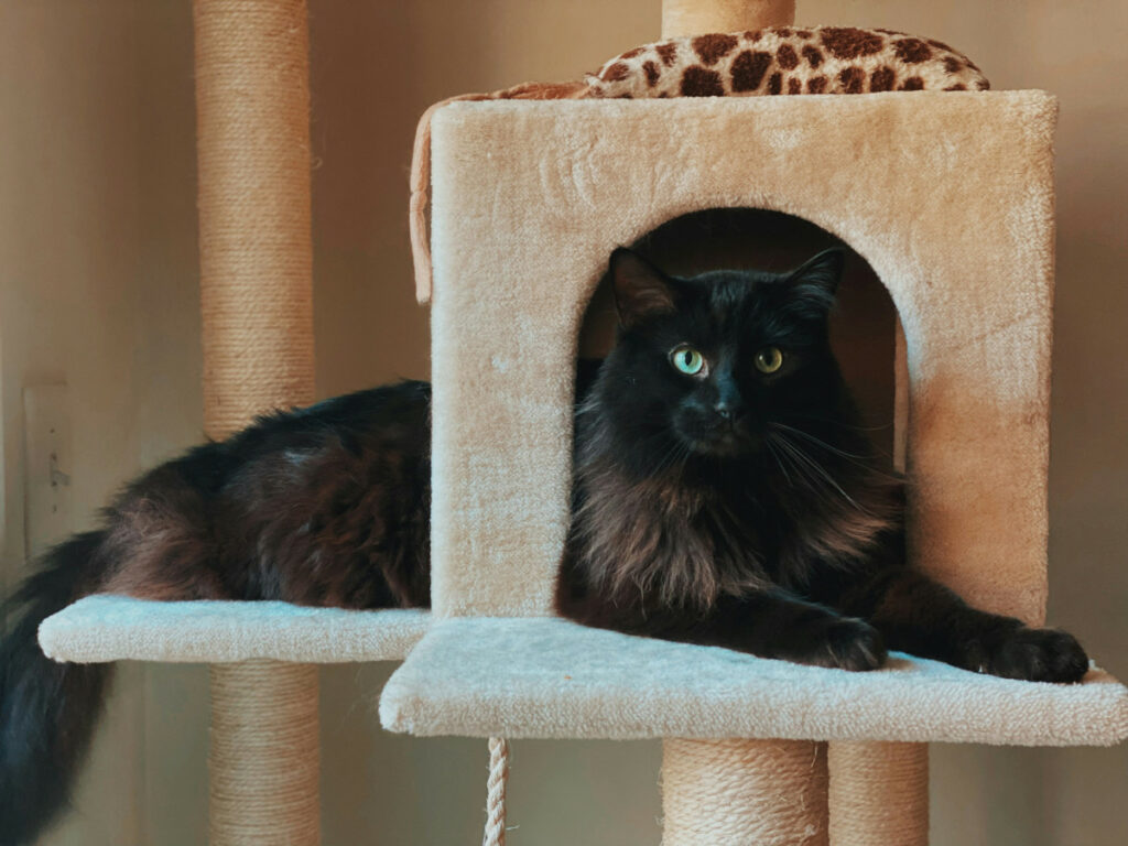 arbre à chat