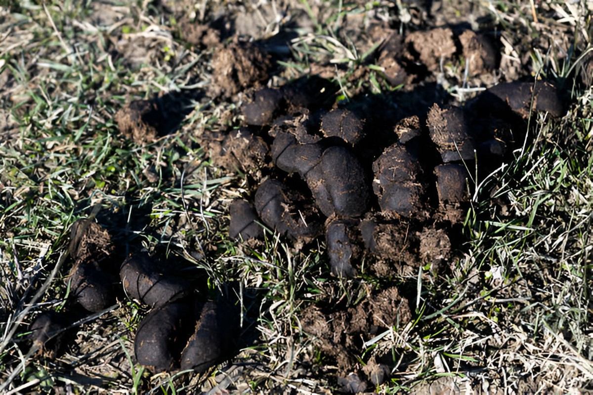 crottes de blaireau