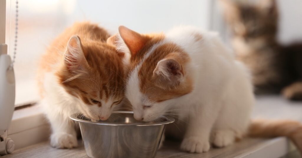 alimentation pour chat