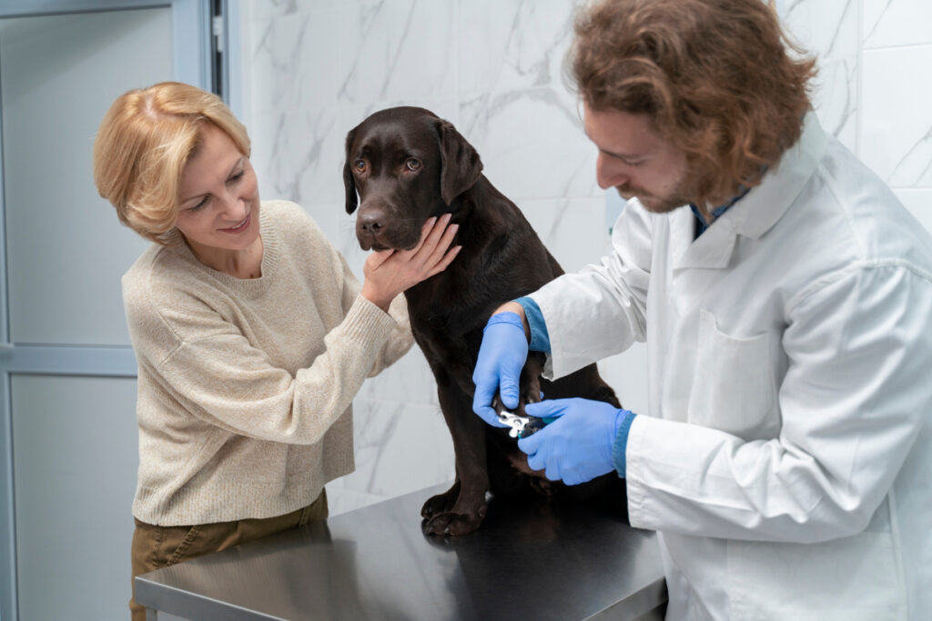 assurance pour chien