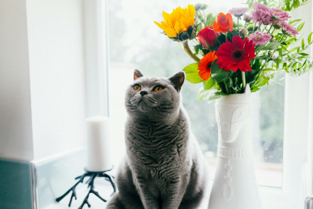 obésité chat