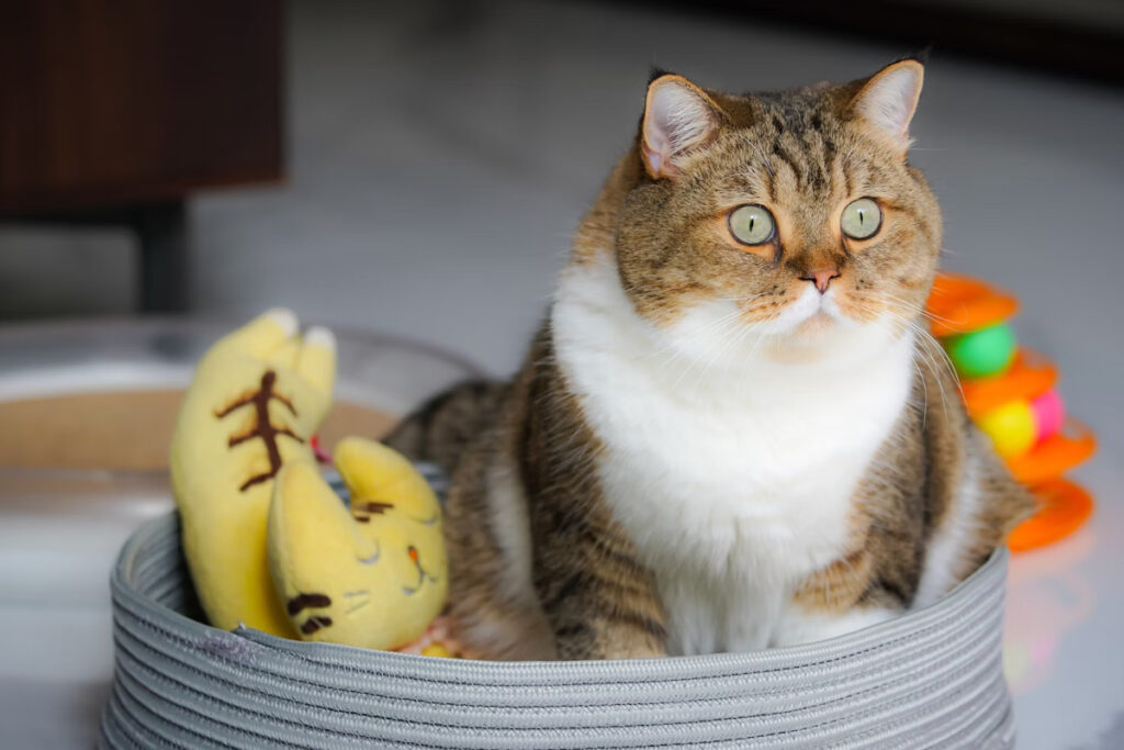 accessoires indispensables chat