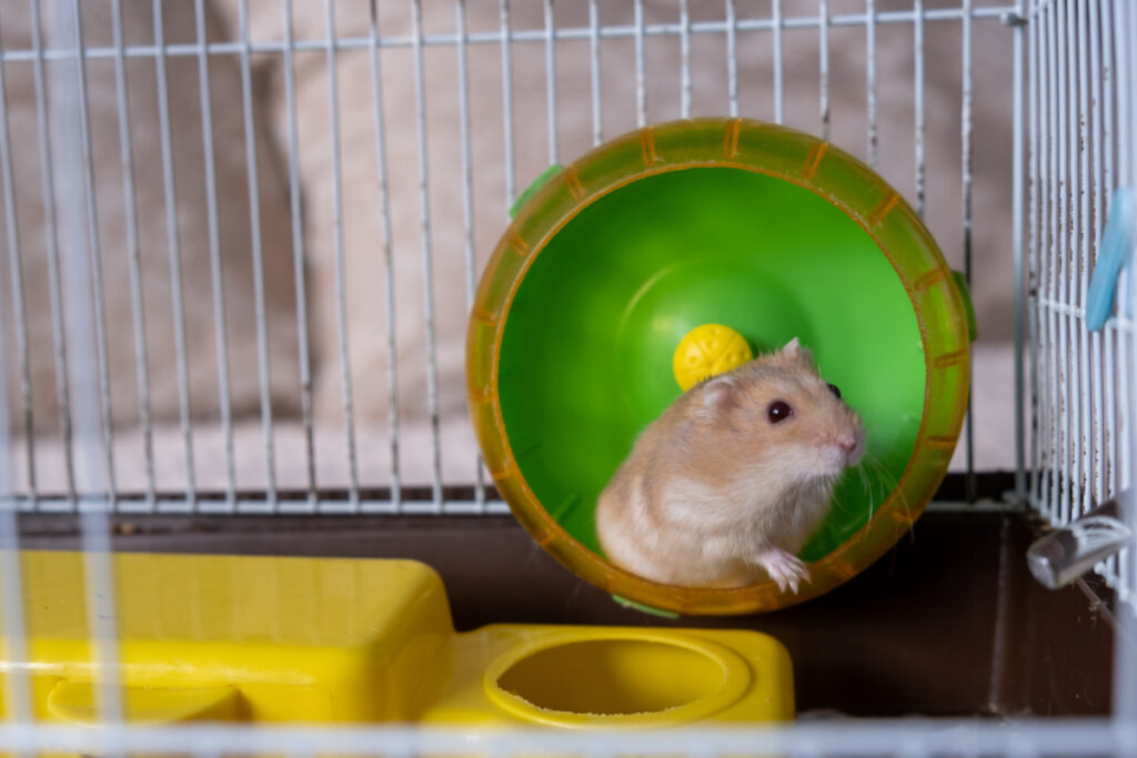 adopter hamster