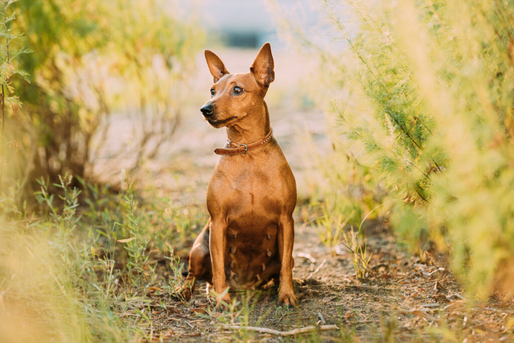 Pinscher nain