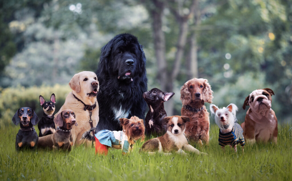 races de chiens
