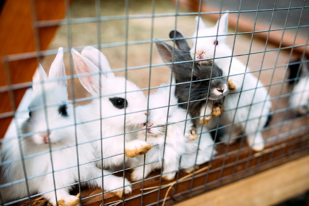 5 étapes pour aménager une cage