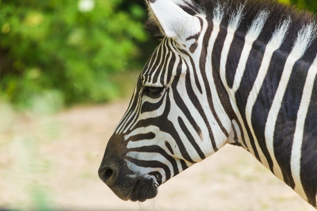 6 animaux hybrides
